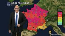 Alerte pollens maximale dimanche : la chaleur favorise une forte dispersion des graminées