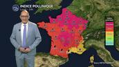 Bulletin pollen et allergies lundi : la chaleur favorise une forte dispersion des graminées