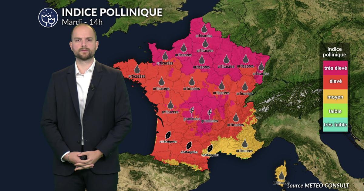 Canicule et air saturé : alerte rouge aux graminées sur presque toute la France mardi