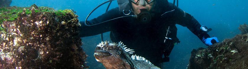 Plongée aux Galápagos : requins-marteaux, iguanes marins et biodiversité extrême