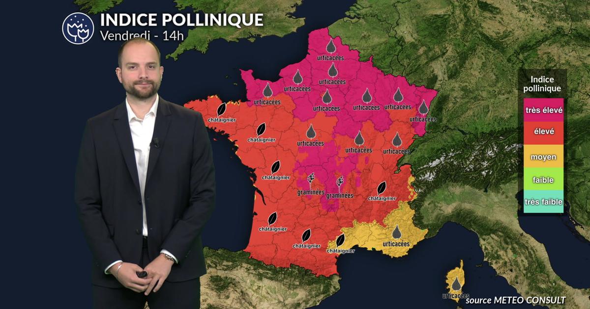 Pollens et allergies : graminées et urticacées saturent l'air sous la canicule