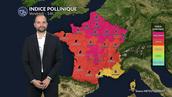 Pollens et allergies : graminées et urticacées saturent l'air sous la canicule