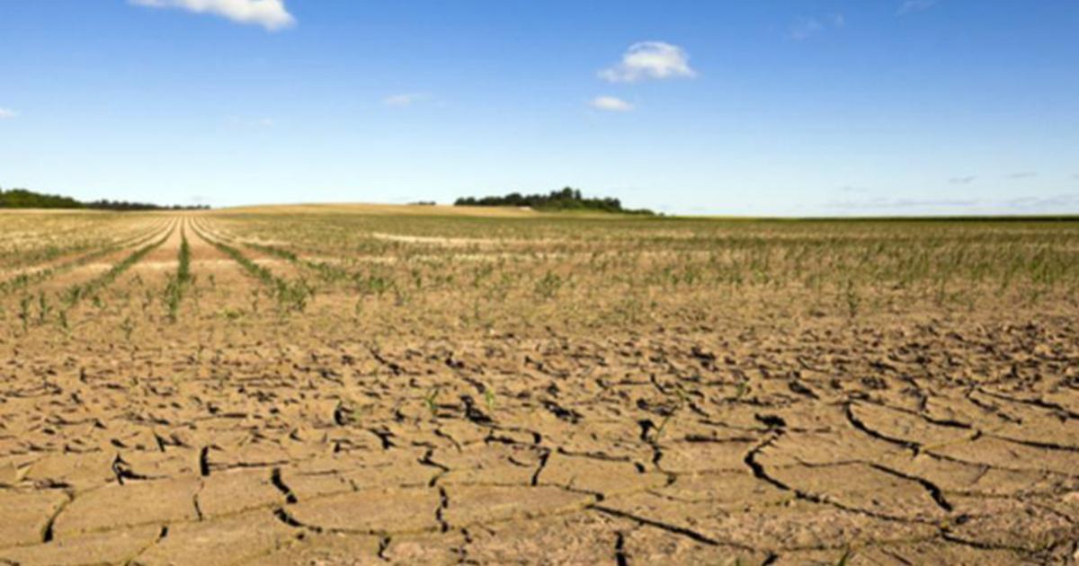 Effet “sèche-cheveux” sur la végétation pendant la canicule actuelle : causes et effets