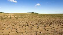 Effet “sèche-cheveux” sur la végétation pendant la canicule actuelle : causes et effets