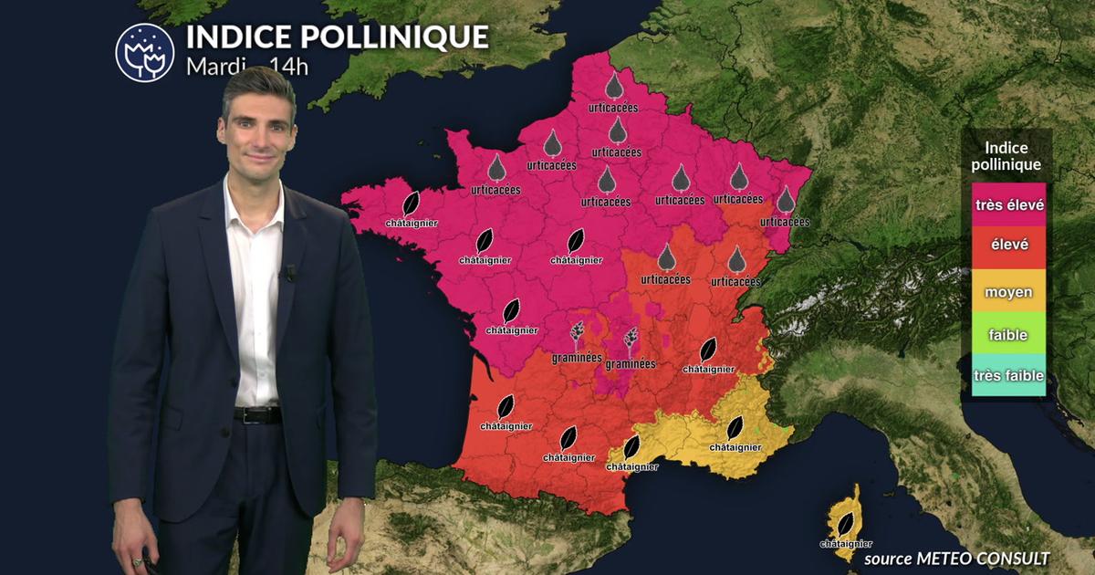 Canicule et pics de pollens : indice pollinique maximal sur les 3/4 du pays