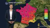 Pollens et allergies : un risque allergique maximal sous l'effet de la canicule