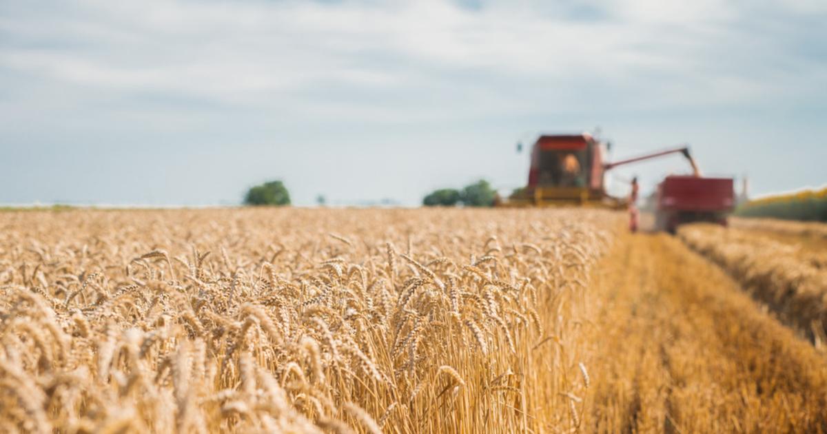 Canicule : moissons précoces, rendements en baisse, vignes fragilisées, l'agriculture durement affectée