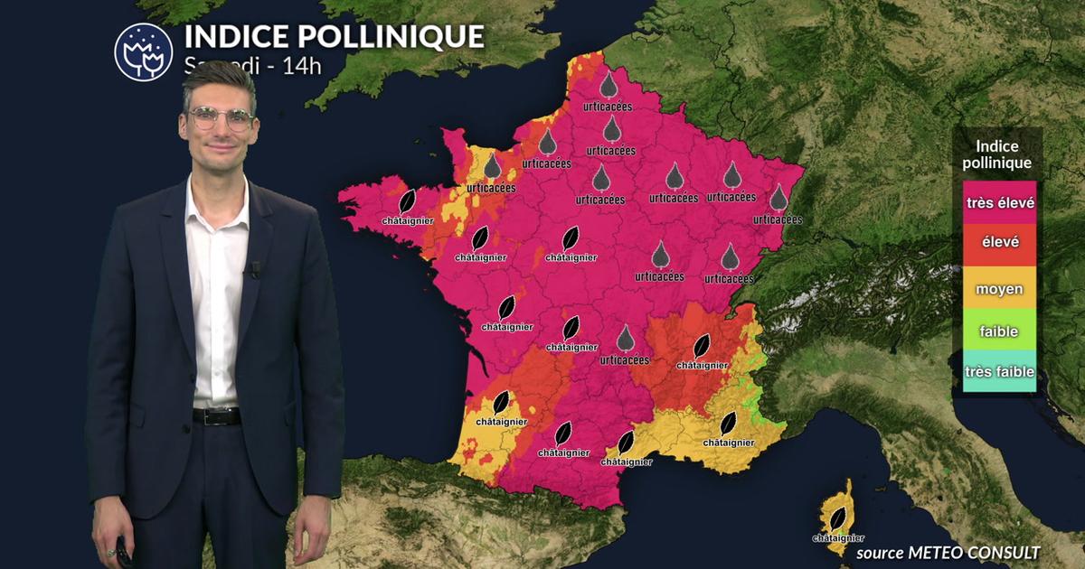 Pollens et allergies : un risque toujours très élevé ce samedi malgré le recul progressif de la canicule