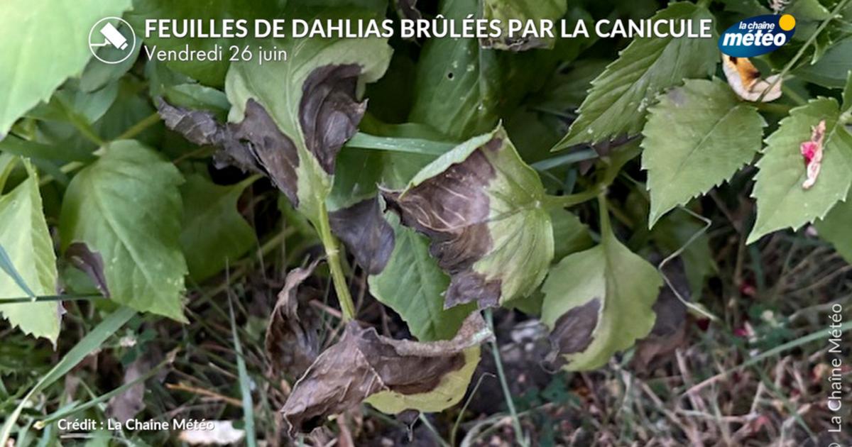 Canicule : nos jardins, parcs et forêts en souffrance sous un soleil brûlant