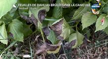 Canicule : nos jardins, parcs et forêts en souffrance sous un soleil brûlant