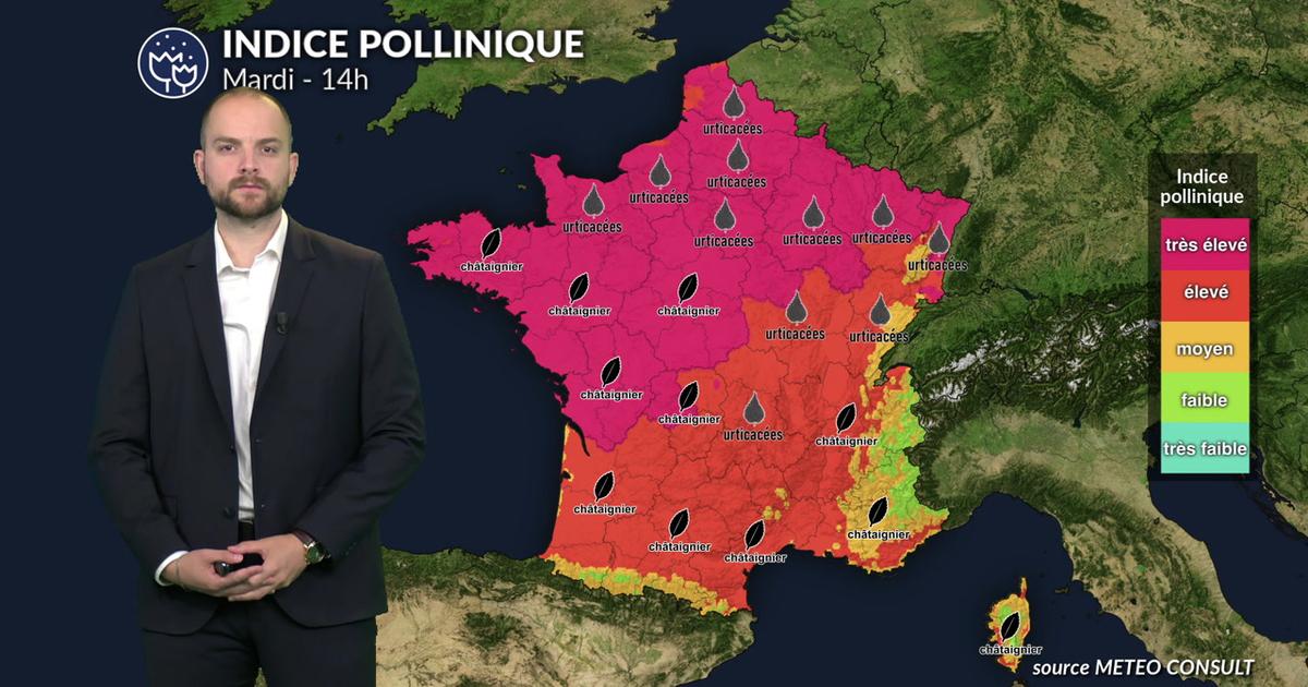 Pollens et allergies : risque maximal pour le chêne et les urticacées
