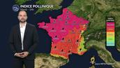 Pollens et allergies : risque maximal pour le chêne et les urticacées