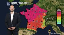Pollens et allergies : risque maximal pour le chêne et les urticacées
