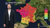 Pollens et allergies : alerte rouge pour le chêne et les graminées