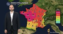 Pollens et allergies : alerte rouge pour le chêne et les graminées