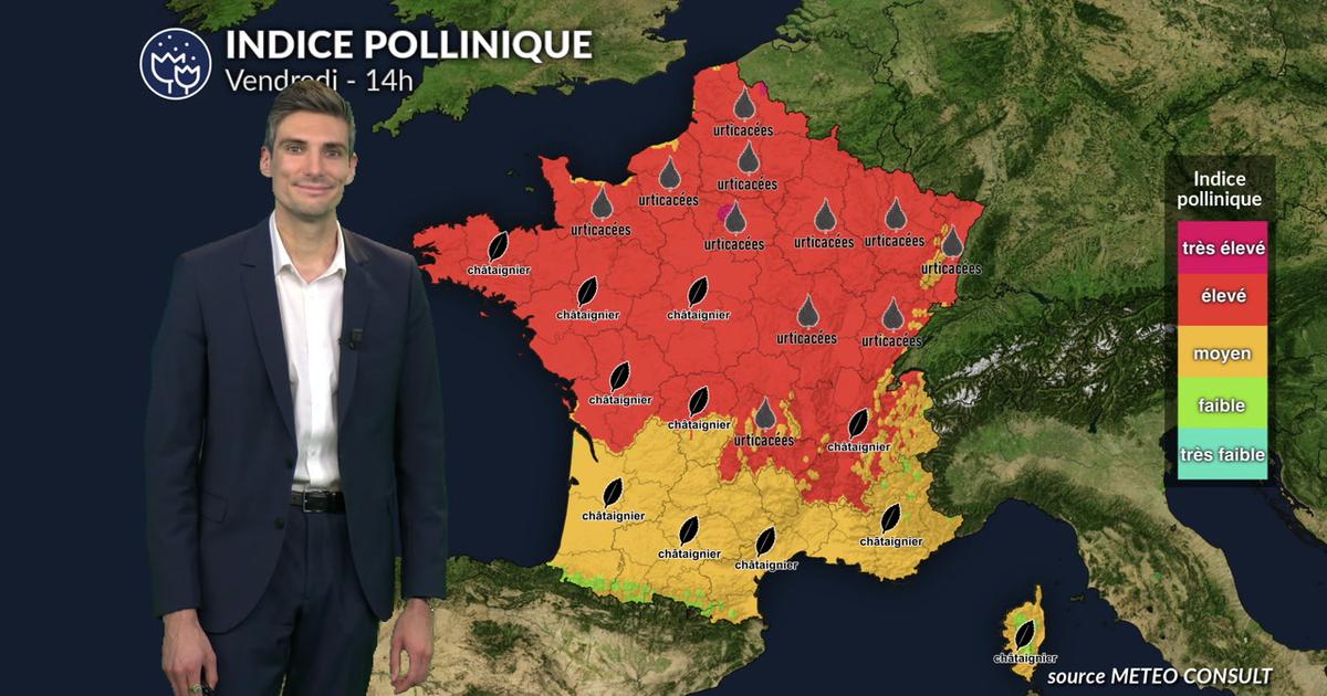 Pollens et allergies ce vendredi : graminées, urticacées et châtaignier dominent l'atmosphère