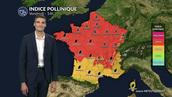 Pollens et allergies ce vendredi : graminées, urticacées et châtaignier dominent l'atmosphère