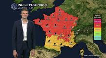 Pollens et allergies ce vendredi : graminées, urticacées et châtaignier dominent l'atmosphère