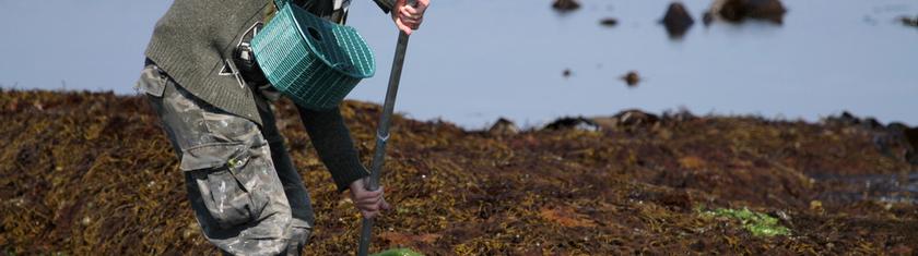A Taïwan, les cueilleuses d'algues attendent en vain la relève