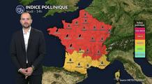 Pollens et allergies ce jeudi : risque élevé, mais la sécheresse commence à peser sur les graminées