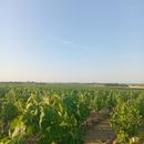 Saint-Nicolas-de-Bourgueil 09/07/2026
