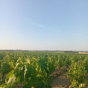 Saint-Nicolas-de-Bourgueil 09/07/2026
