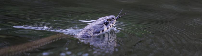 Près de 900 serpents à la dérive après des inondations en Chine