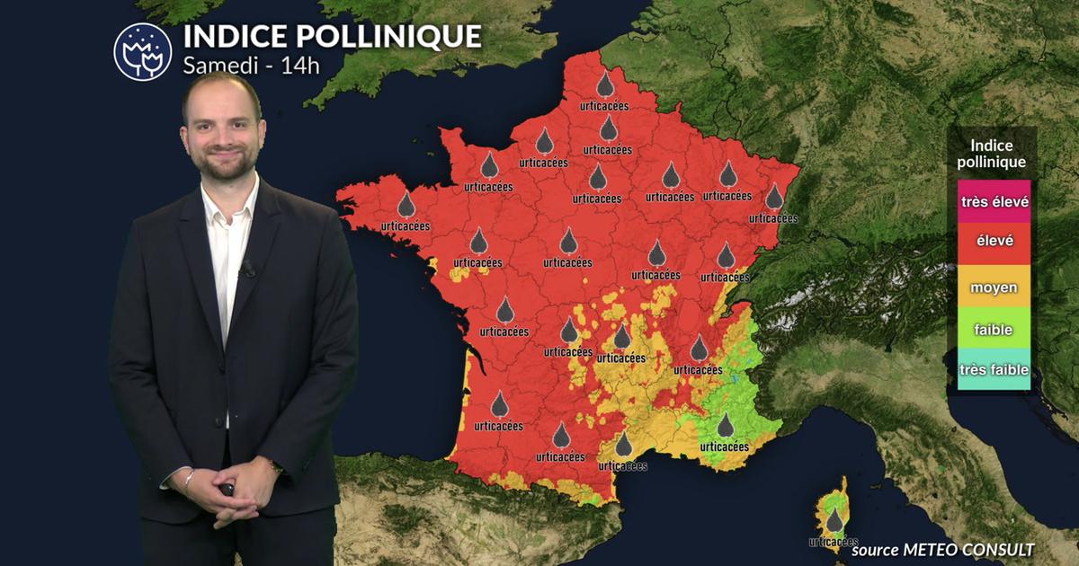 Pollens et allergies : un risque encore élevé avec la canicule, malgré une végétation sous stress