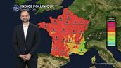 Pollens et allergies : un risque encore élevé avec la canicule, malgré une végétation sous stress