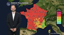 Pollens et allergies : un risque encore élevé avec la canicule, malgré une végétation sous stress