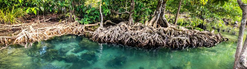 Qui protège les gardiennes? Les Philippines à la rescousse des mangroves