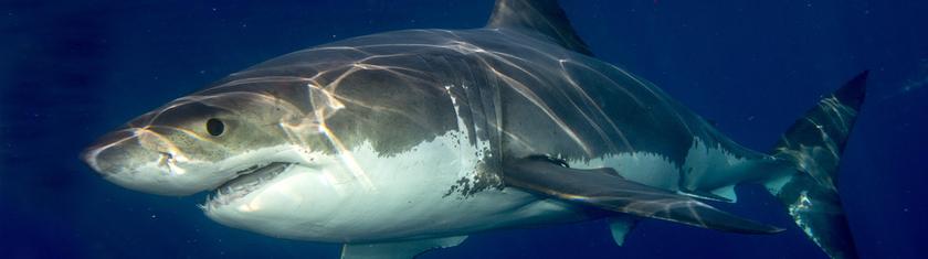 Le plus grand requin blanc de l'Atlantique repéré près des côtes américaines