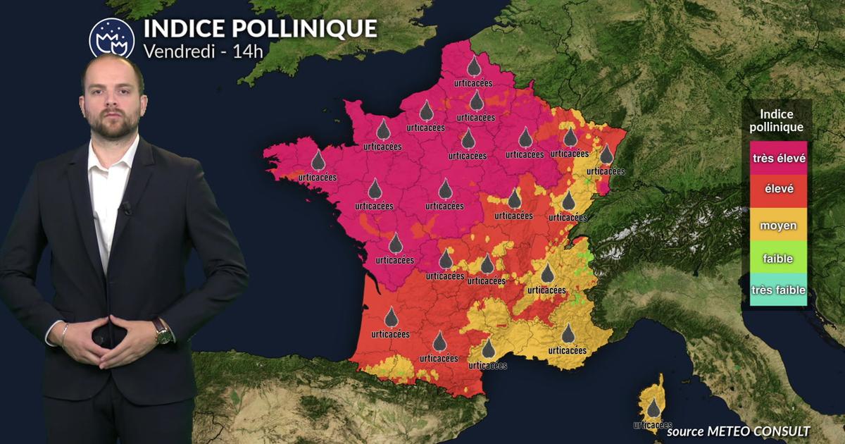 Pollens et allergies : amélioration au nord, vigilance maintenue près de la Méditerranée