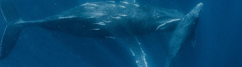 Découverte en Australie : cette « adorable » baleine préhistorique était en réalité un redoutable prédateur