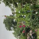 Bollezeele 18/07/2026