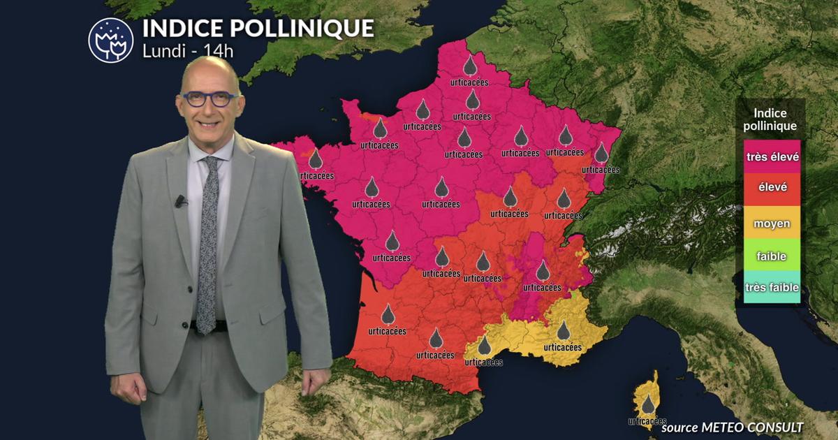 Alerte rouge aux pollens de chêne et urticacées sur presque toute la France lundi
