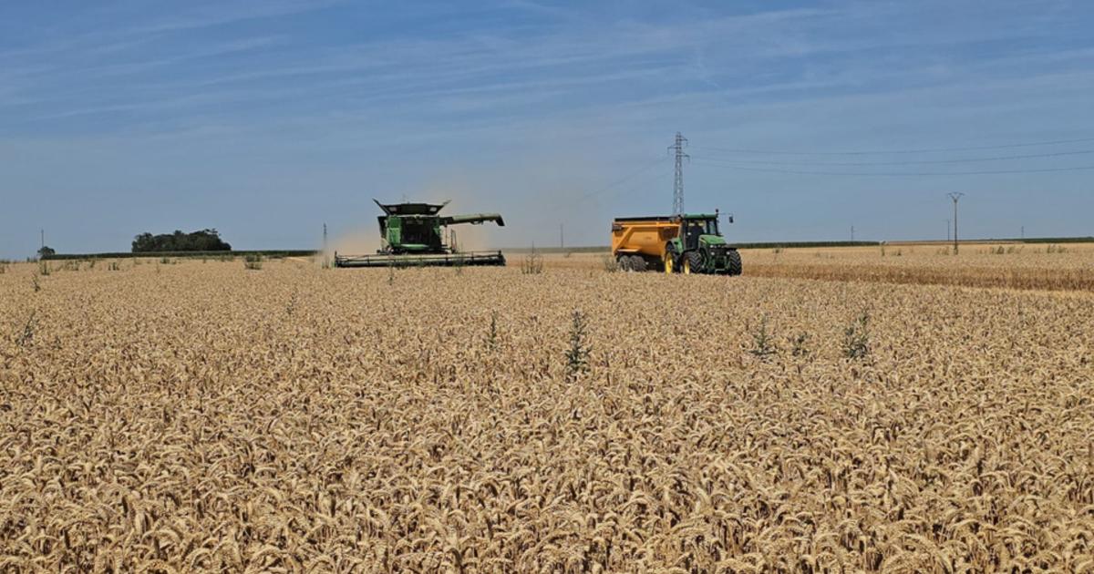 Sécheresse et canicules : de lourdes conséquences dans le domaine agricole, quel impact sur les prix ?
