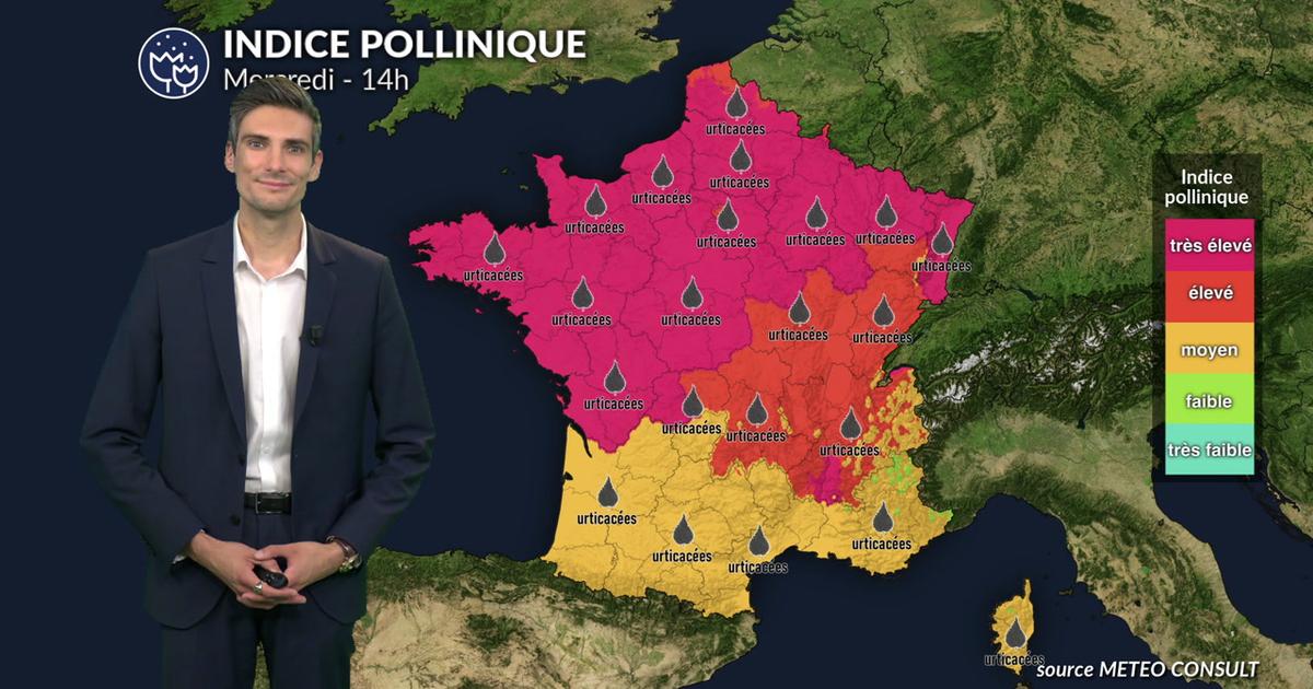 Pollens et allergies : alerte maximale ce mercredi, les pollens d'urticacées dominants