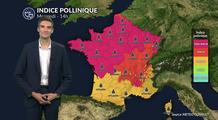 Pollens et allergies : alerte maximale ce mercredi, les pollens d'urticacées dominants