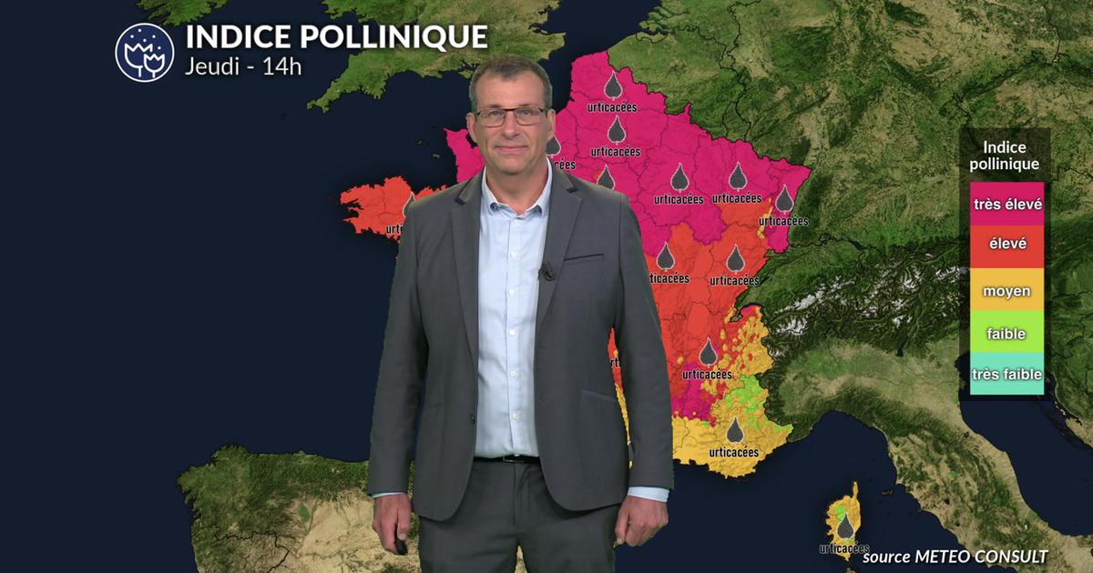 Pollens et allergies ce jeudi : des indices polliniques toujours très élevés au nord