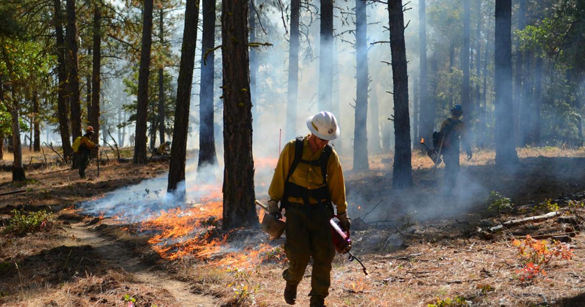 Feux de forêt en France : Gironde et Var sous tension avant le retour des fortes chaleurs