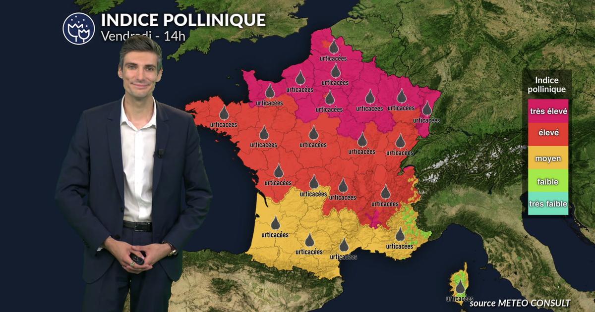 Pollens et allergies : le soleil et la chaleur favorisent une dispersion maximale des pollens ce vendredi