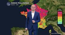 Bulletin allergo-pollinique pour ce mardi 04 août : risque maximal au nord-est