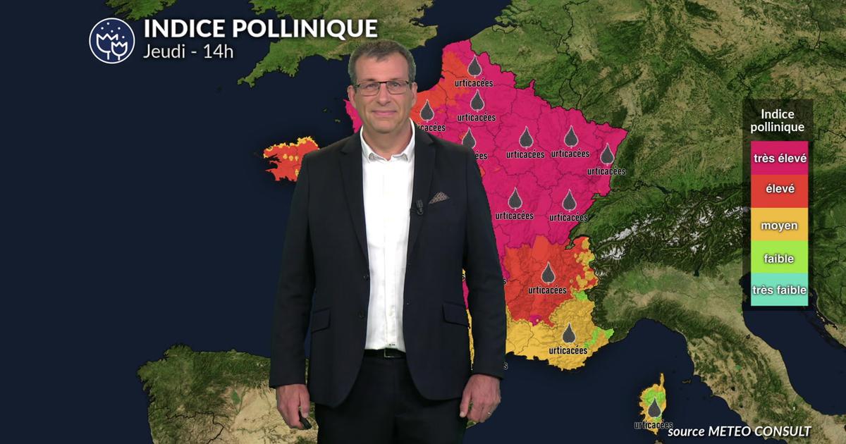 Risque allergique ce jeudi : les concentrations polliniques restent élevées au nord