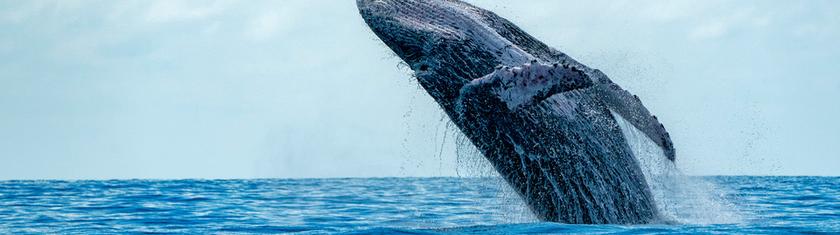 L'Islande ordonne l'expulsion de 21 militants anti-chasse à la baleine