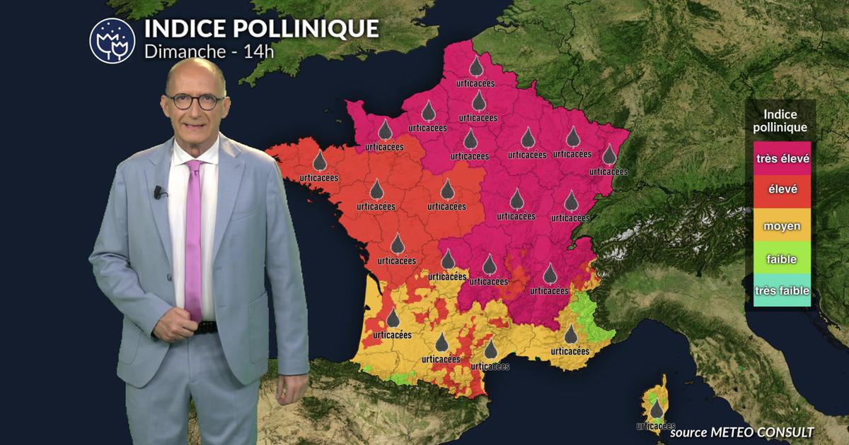 Canicule et orages : pic allergique majeur aux urticacées sur la moitié nord