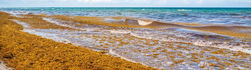 Plages désertes et "odeur insupportable": le Mexique lutte contre les sargasses