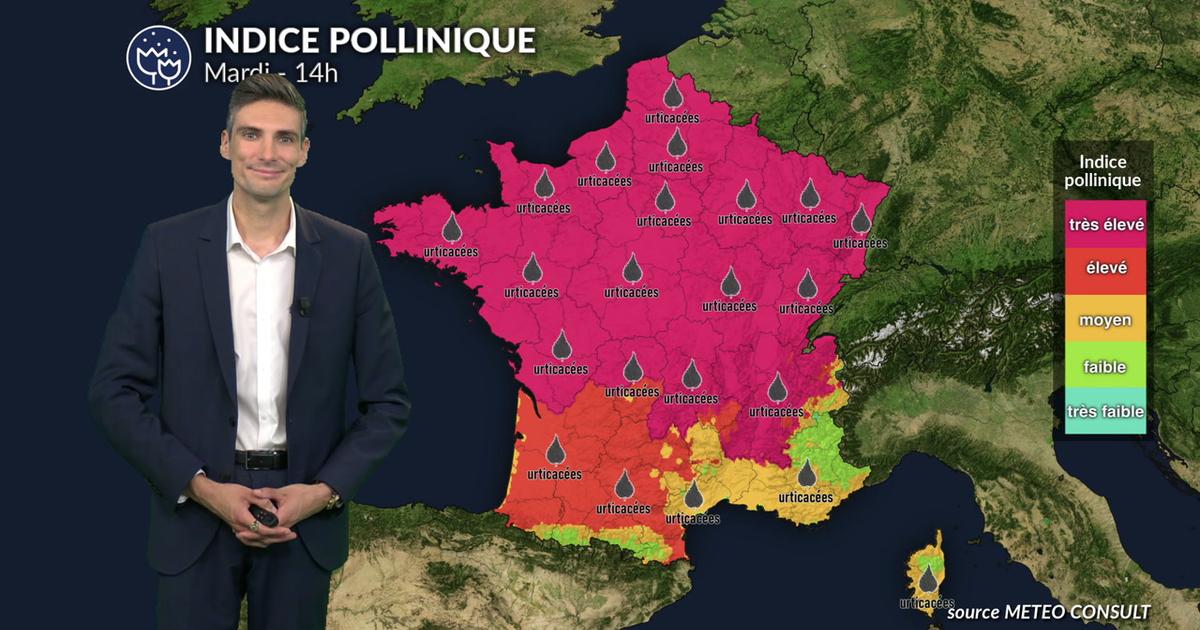 Pollens et allergies ce mardi : indice pollinique maximal pour les urticacées ce mardi