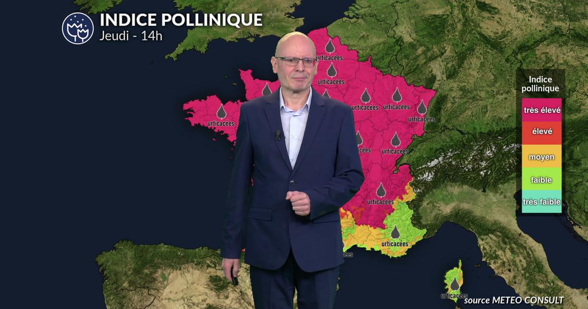 Canicule et risque allergique maximal : urticacées et ambroisie saturent l'air sur presque toute la France