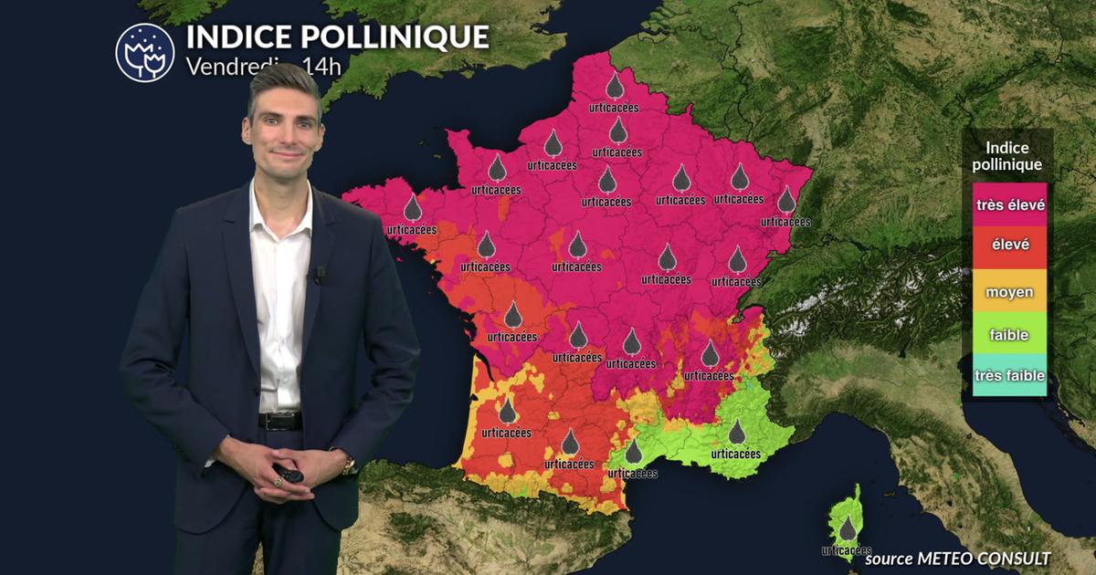 Pollens et allergies : indice pollinique maximal aux urticacées et à l'ambroisie ce vendredi